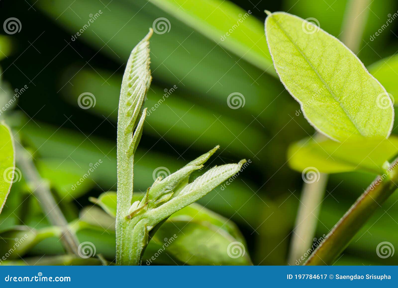 the top of the newly emerging cassia