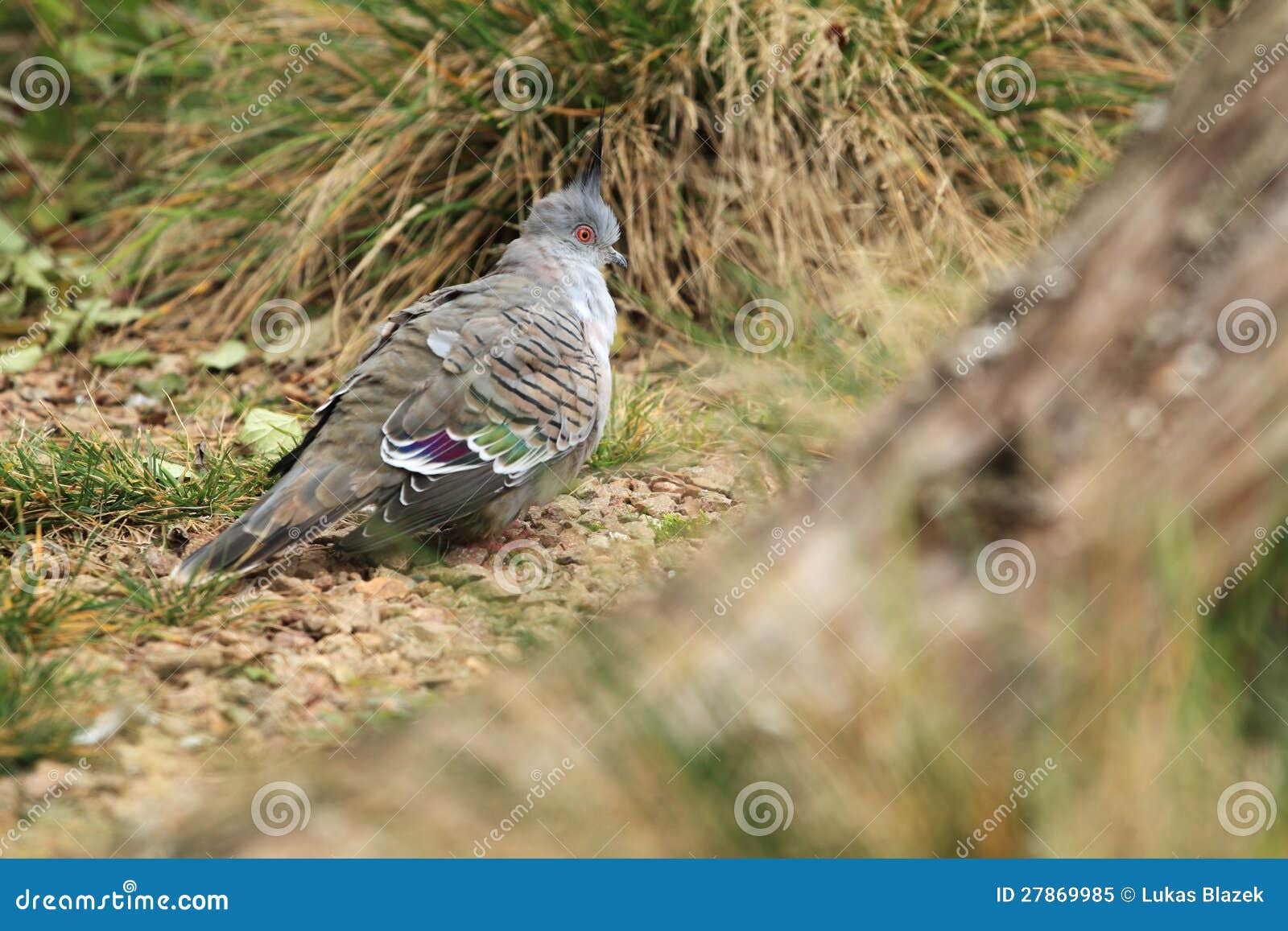 Top notch pigeon stock image. Image of lophotes, bird 27869985