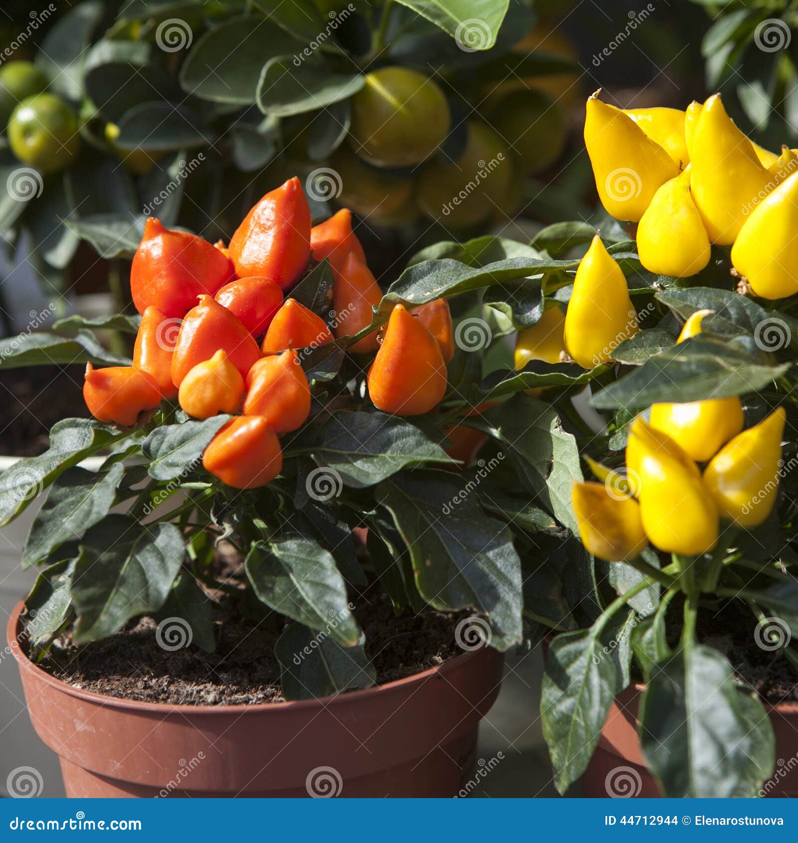 Top Of Orange Ornamental Capsicum Plants Stock Photo Image 44712944