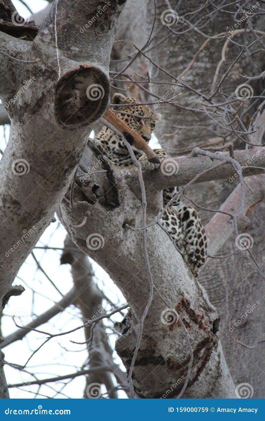 Animals at Serengeti National Park Stock Image - Image of bush, hunting:  159000759