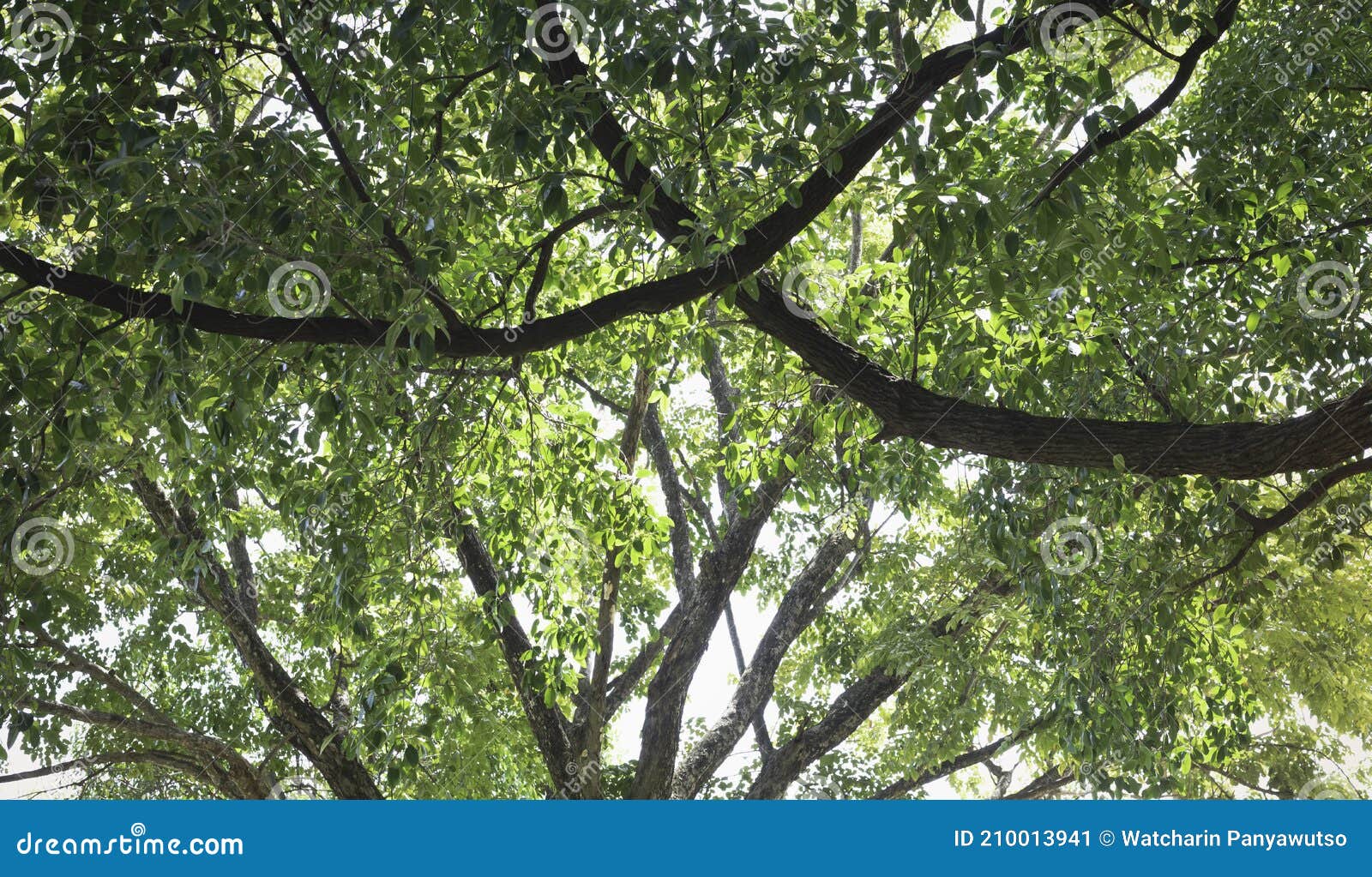Top of Tree with Green Leaves Stock Image Image of forest, nature 210013941