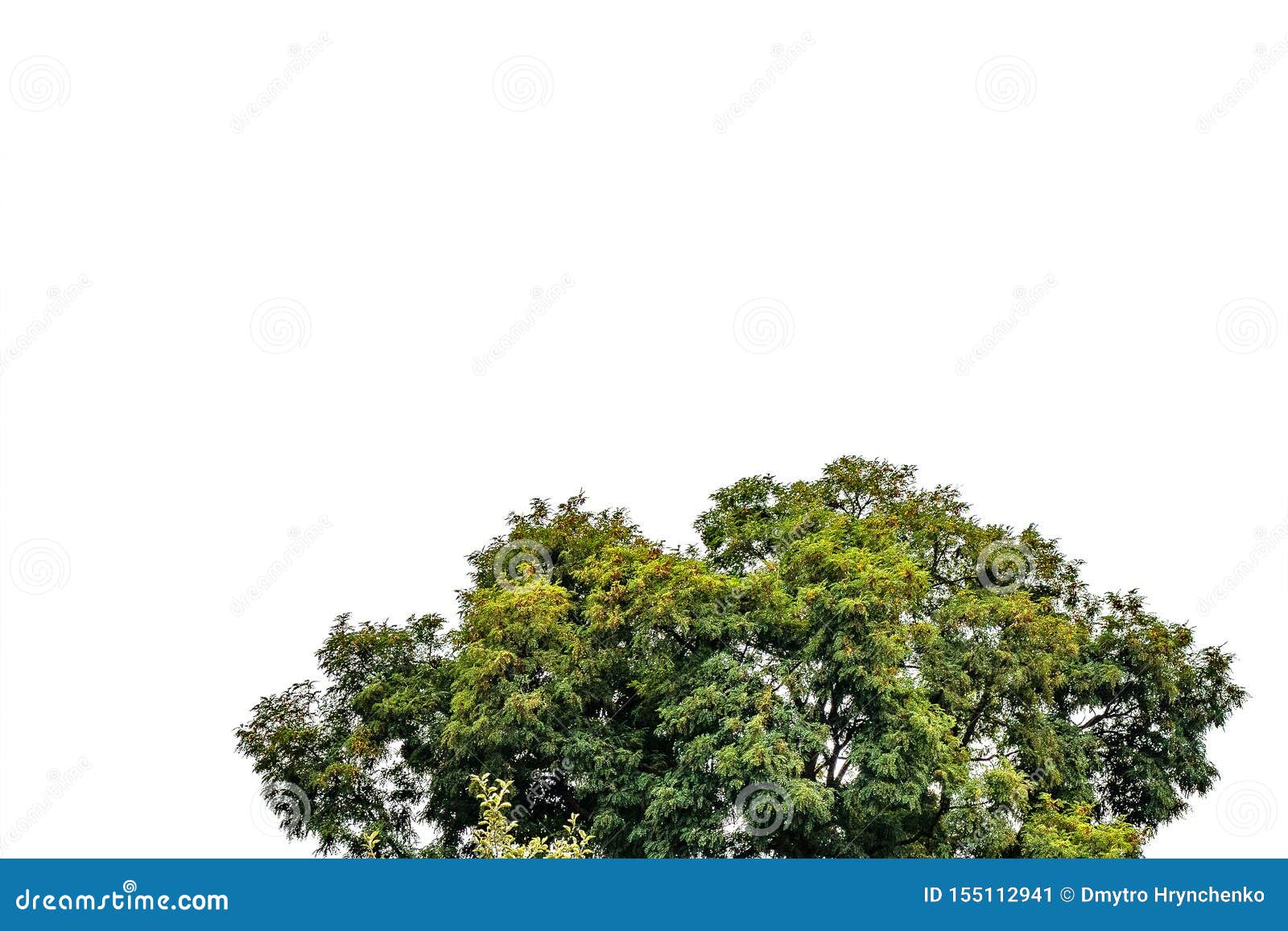 The Top of Tree on Isolated Background. Crown or Bush with Green Leaves Stock Image Image of