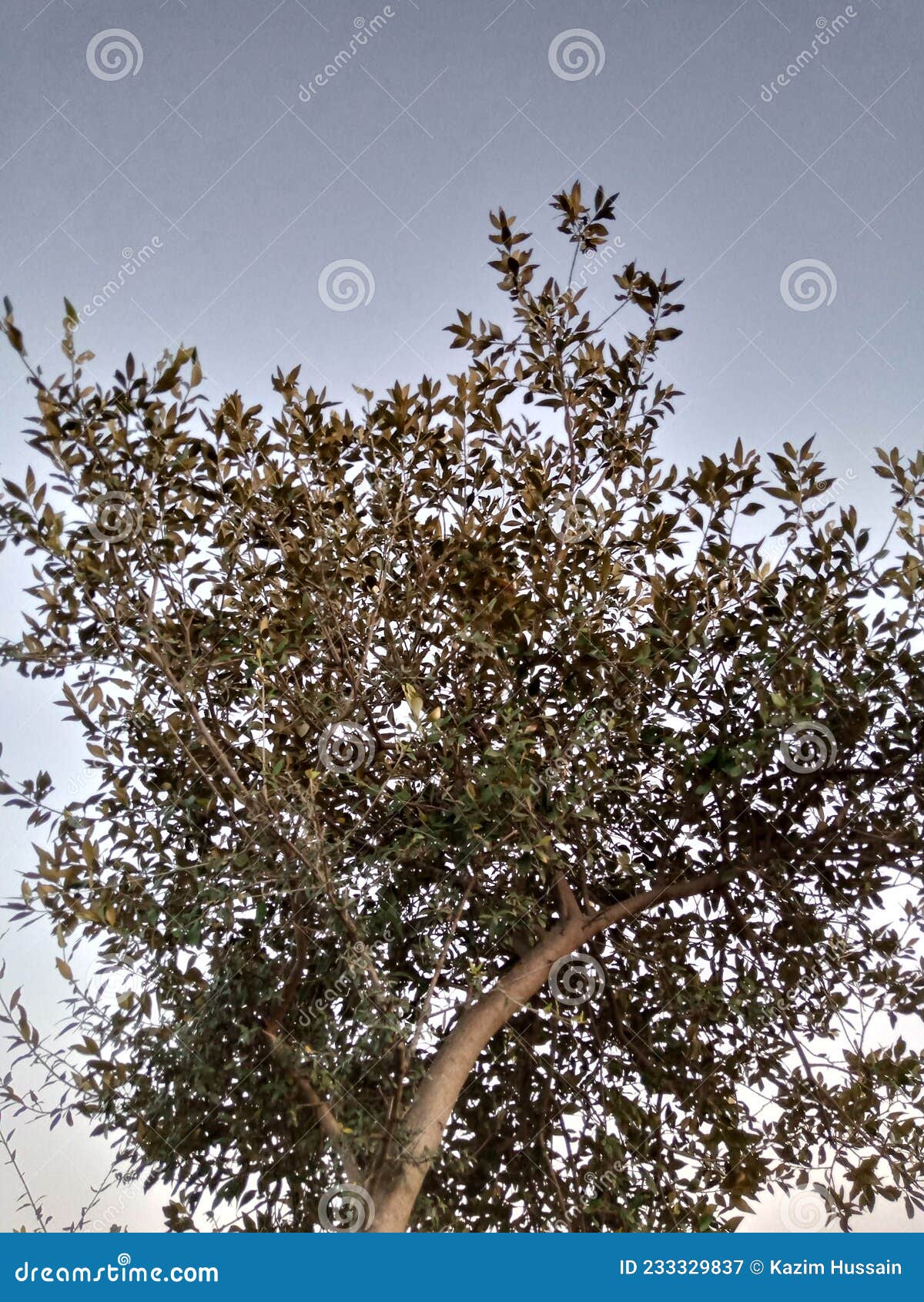 The top of tree stock image. Image of frost, produce 233329837