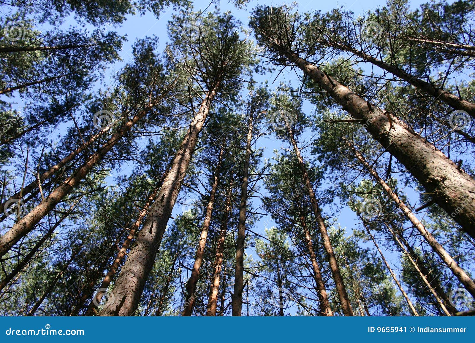 Top of trees stock image. Image of pine, tree, shaft, pines 9655941