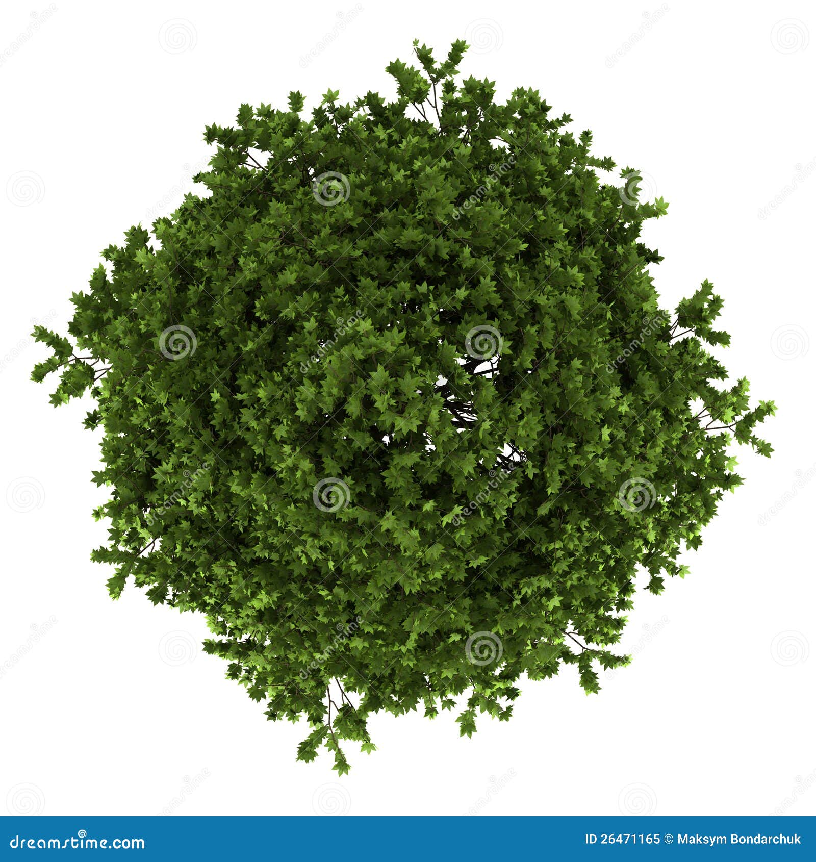 Top View Of American Sweetgum Tree Isolated Stock Illustration