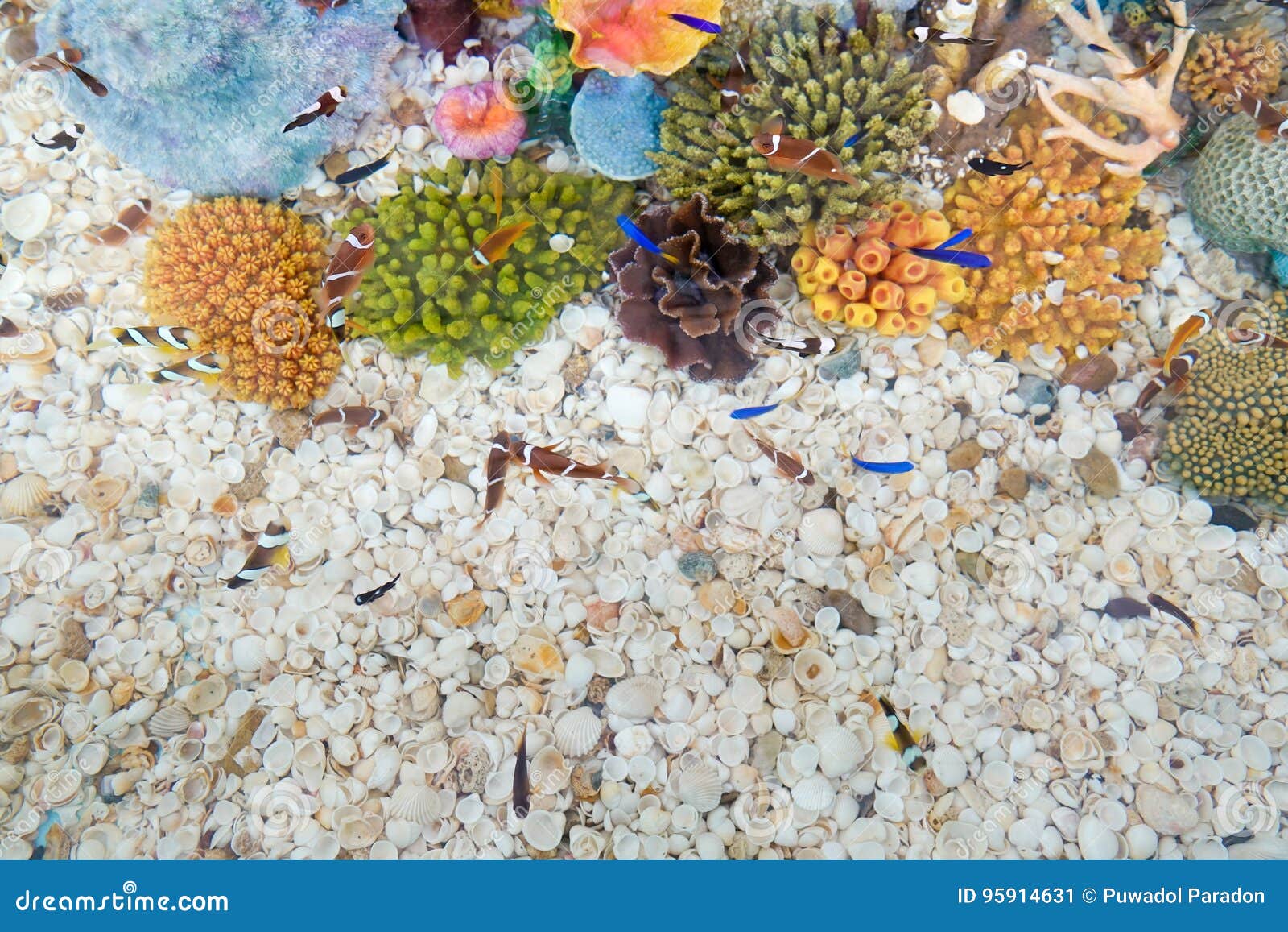 Top View of Aquarium for Background Stock Image Image of wild