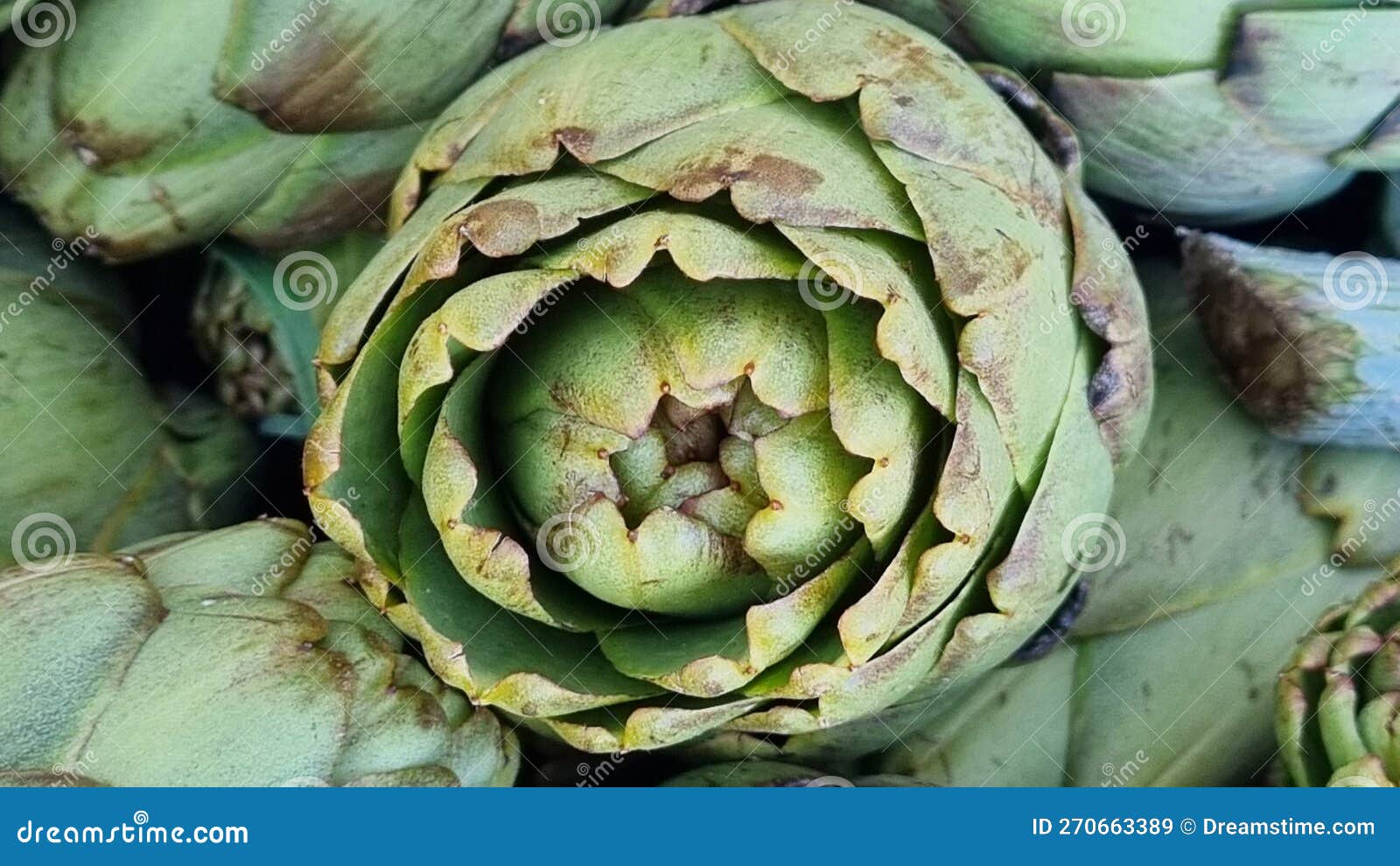 Top View of an Artichoke on Top of a Bunch Stock Image Image of
