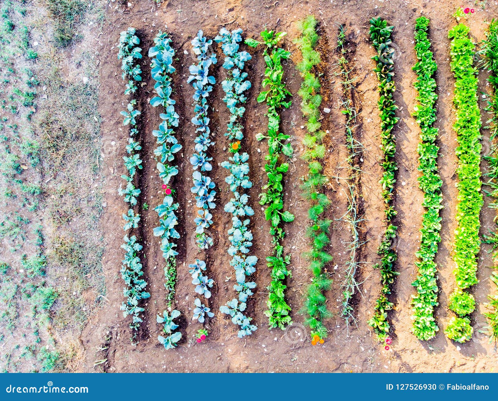 Top View of a Vegetable Garden Cultivated with Na Stock Photo Image of fruit, 127526930