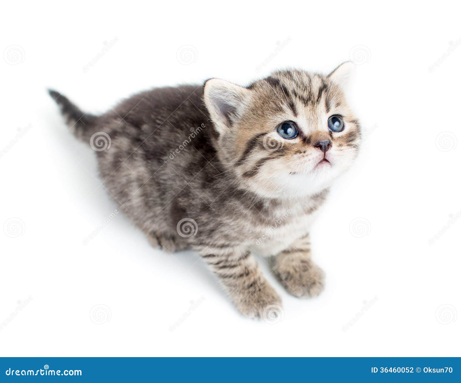 White Baby Cat Wallpaper