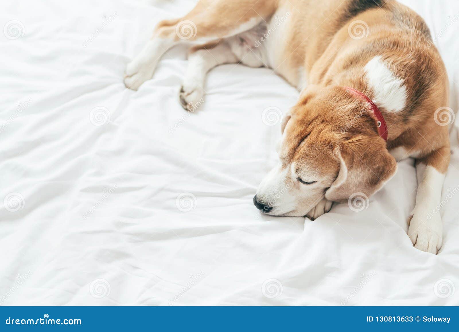 a top view of the beagle dog sleeps on the clear white bed sheet