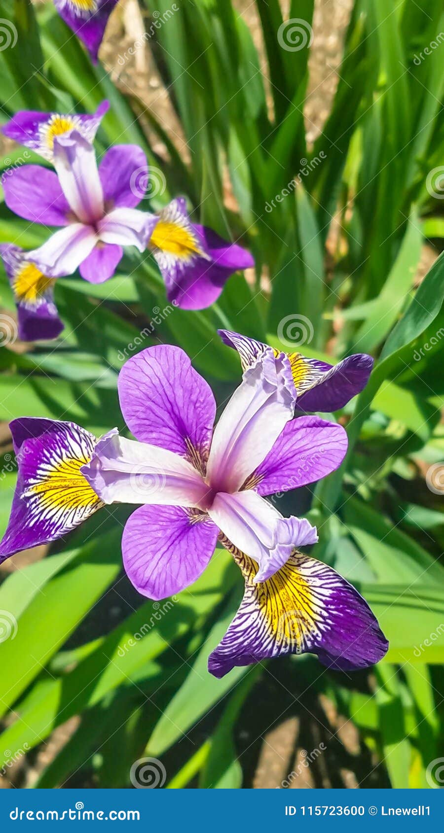Top View Beautiful Purple Iris Flower In The Garden Stock ...
