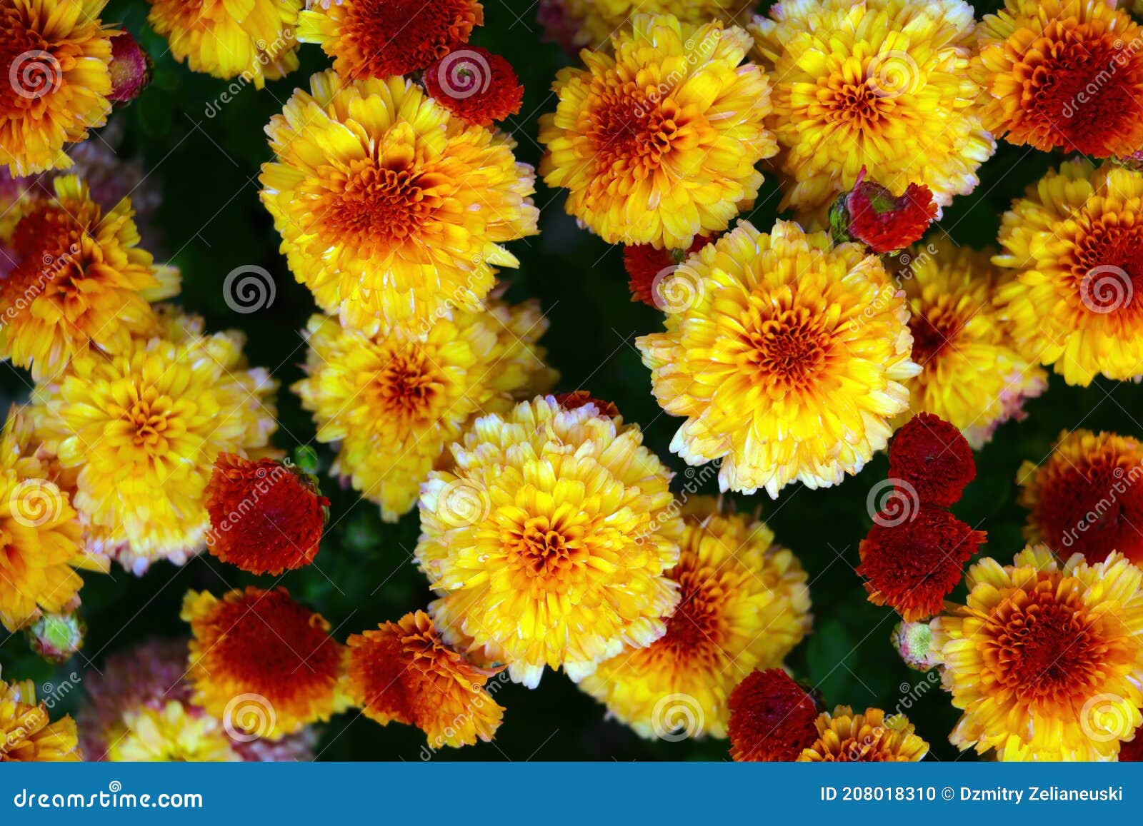 Top View of Blooming Marigolds in the Garden Stock Photo Image of