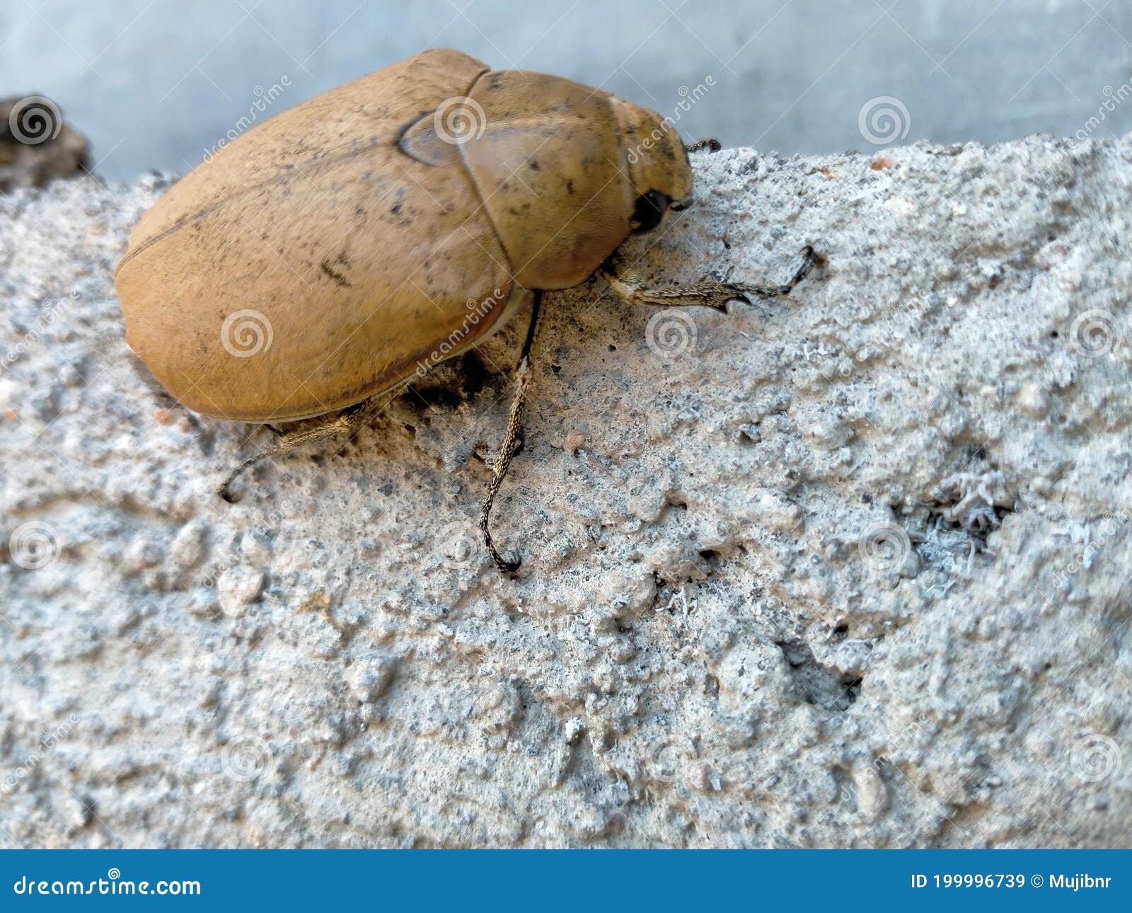 Top View Brown Beetles Climbing Rough Cement Walls Stock Image Image