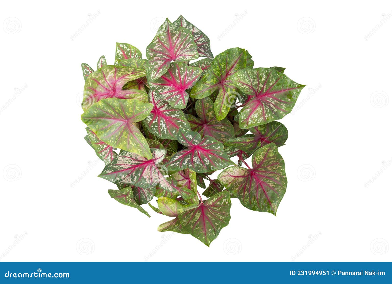 Top View of Caladium Bicolor is Queen of the Leafy Plants in Pot ...