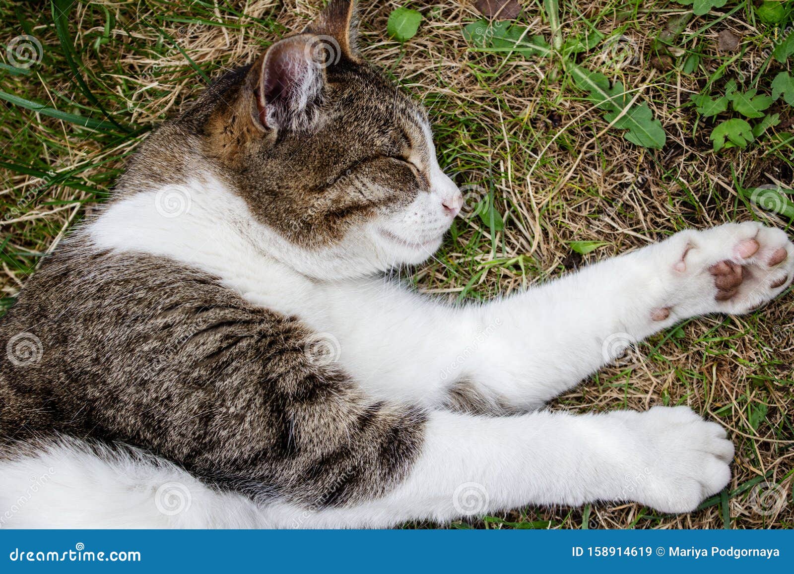 Top View of the Cat Her Paws and Lies on the Green and Hay,cat Rests and Sleeps on Summer Day Stock Image Image gray, playful: 158914619