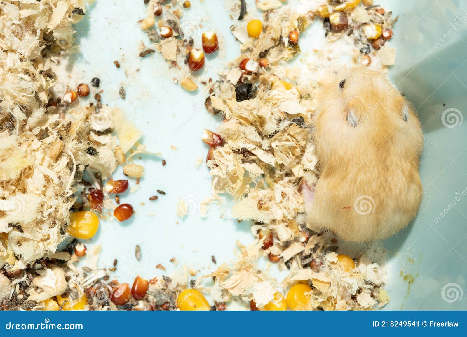 Top View Child Hamster in Plastic Box Stock Image Image of funny