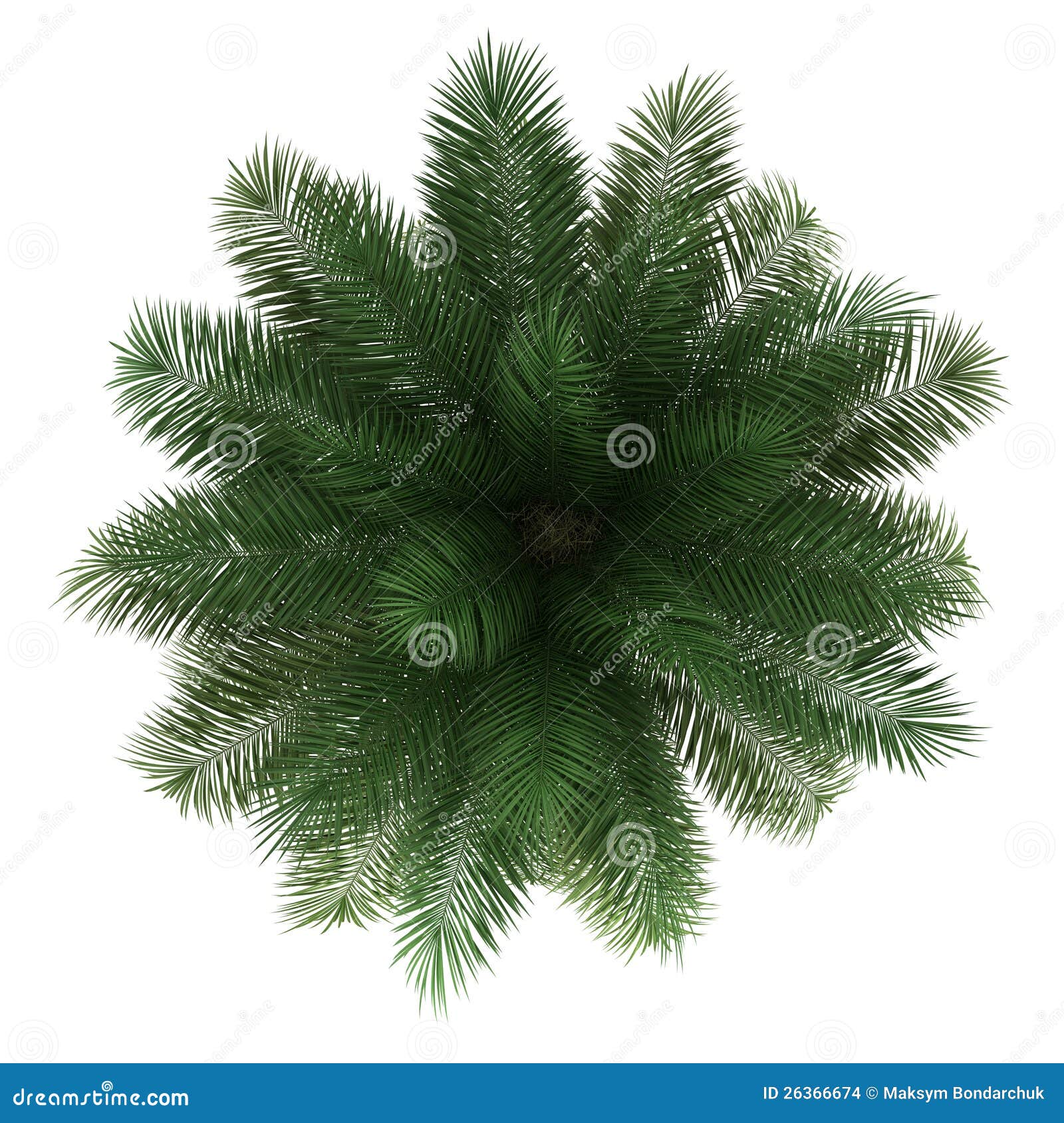 top view of chilean wine palm tree 