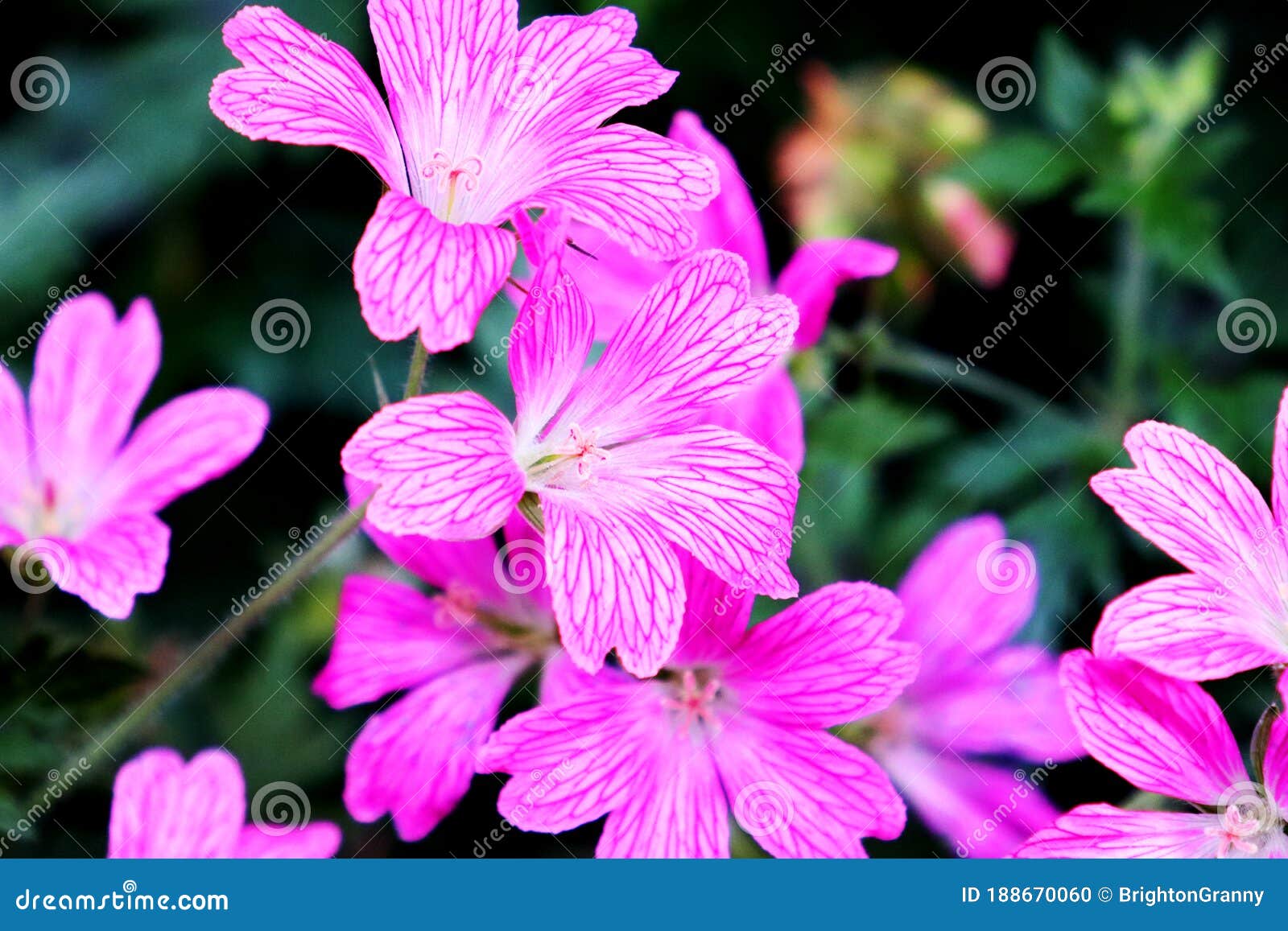 Pink geraniums flowers stock photo. Image of bloom, coloured 188670060
