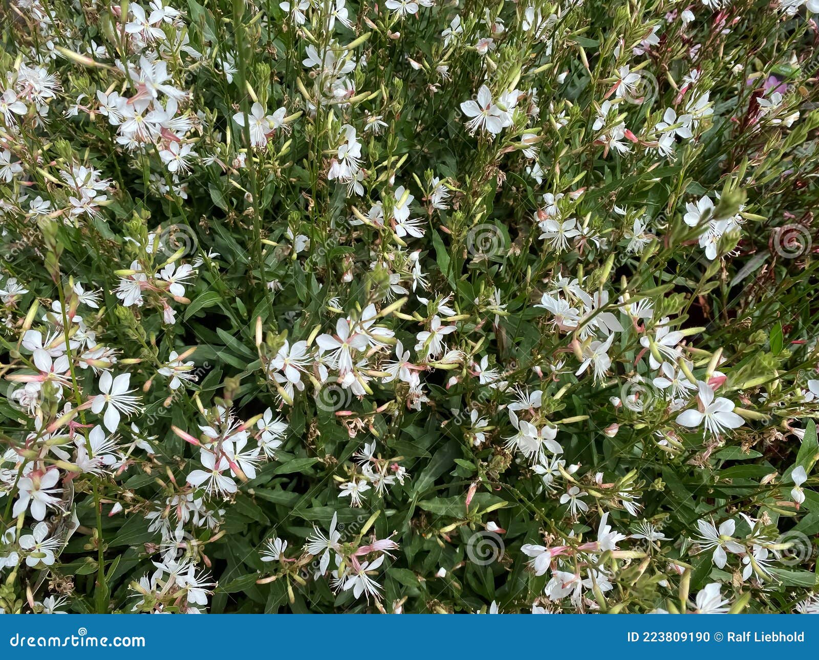 top view closeup of white flowers gaura lindheimeri belleza with green leaves