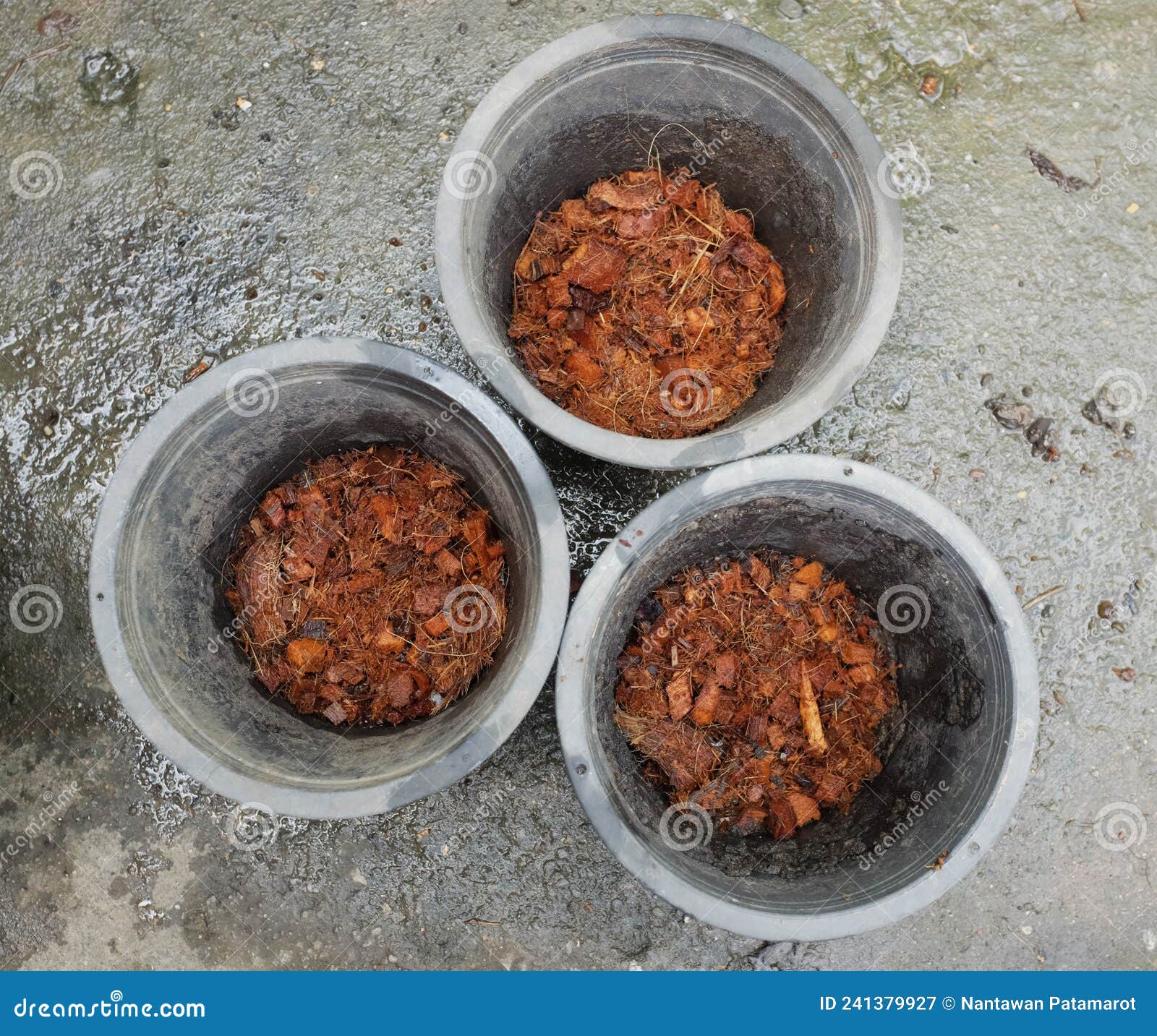 Top View Coconut Husk Chips in Plant Pots.preparing To Plant Trees