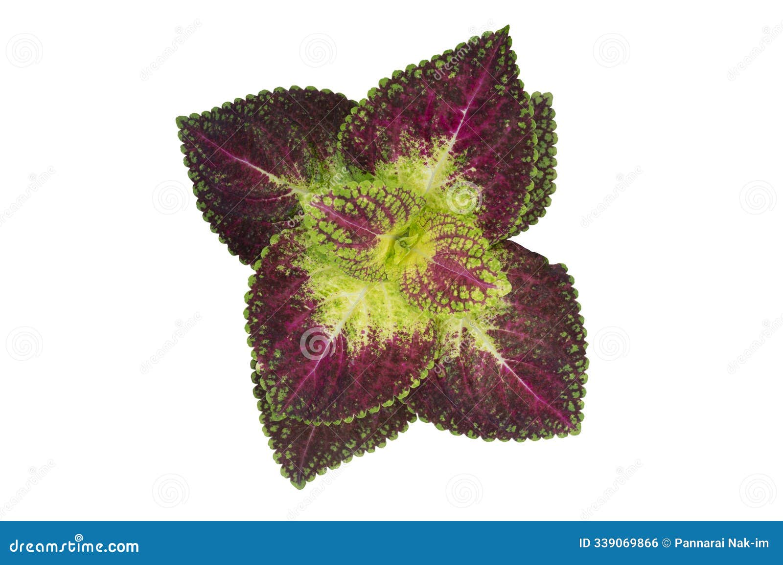 top view of coleus forskohlii, painted nettle or plectranthus scutellarioides is a thai herb  on white background.