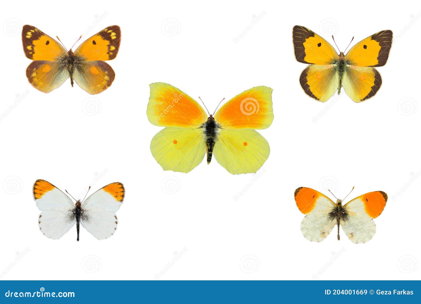 top view of collection of whites butterflies  pieridae species on white background