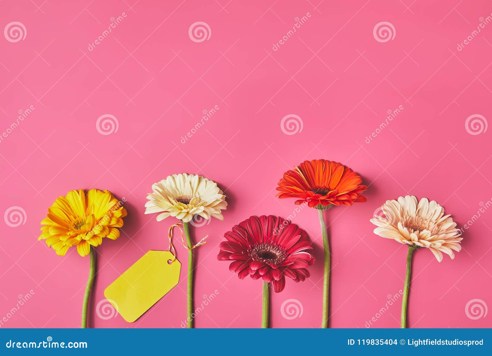 top view of colorful gerbera flowers in row with blank tag on pink, mothers day concept