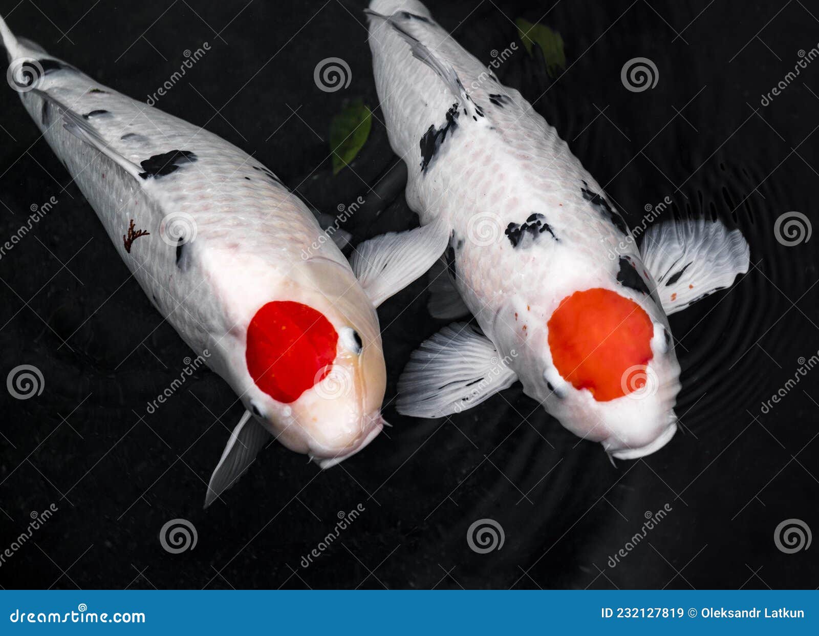 Top View Colorful Koi Fishes. High Quality Photo Stock Image - Image of  animal, pretty: 232127819