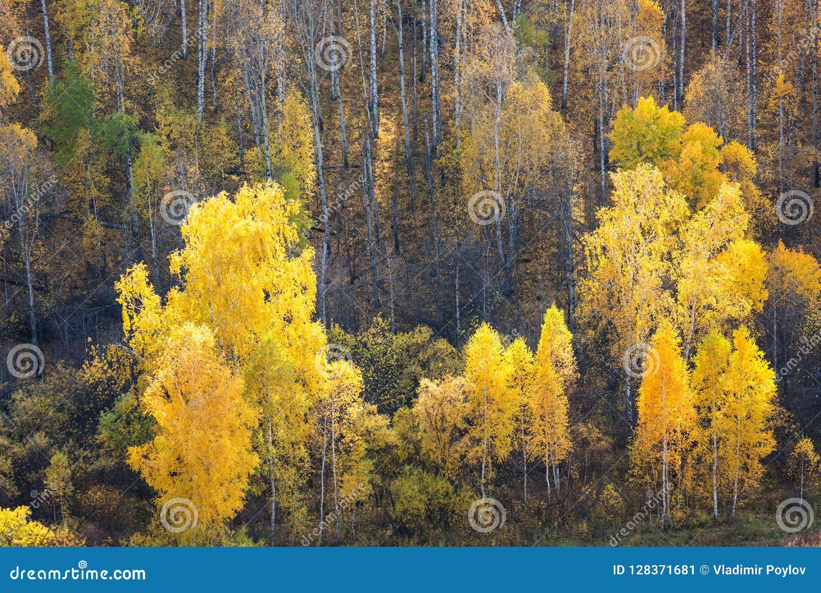 A Top View of Colourful Forest Trees in the Autumn Season. Krasnoyarsk