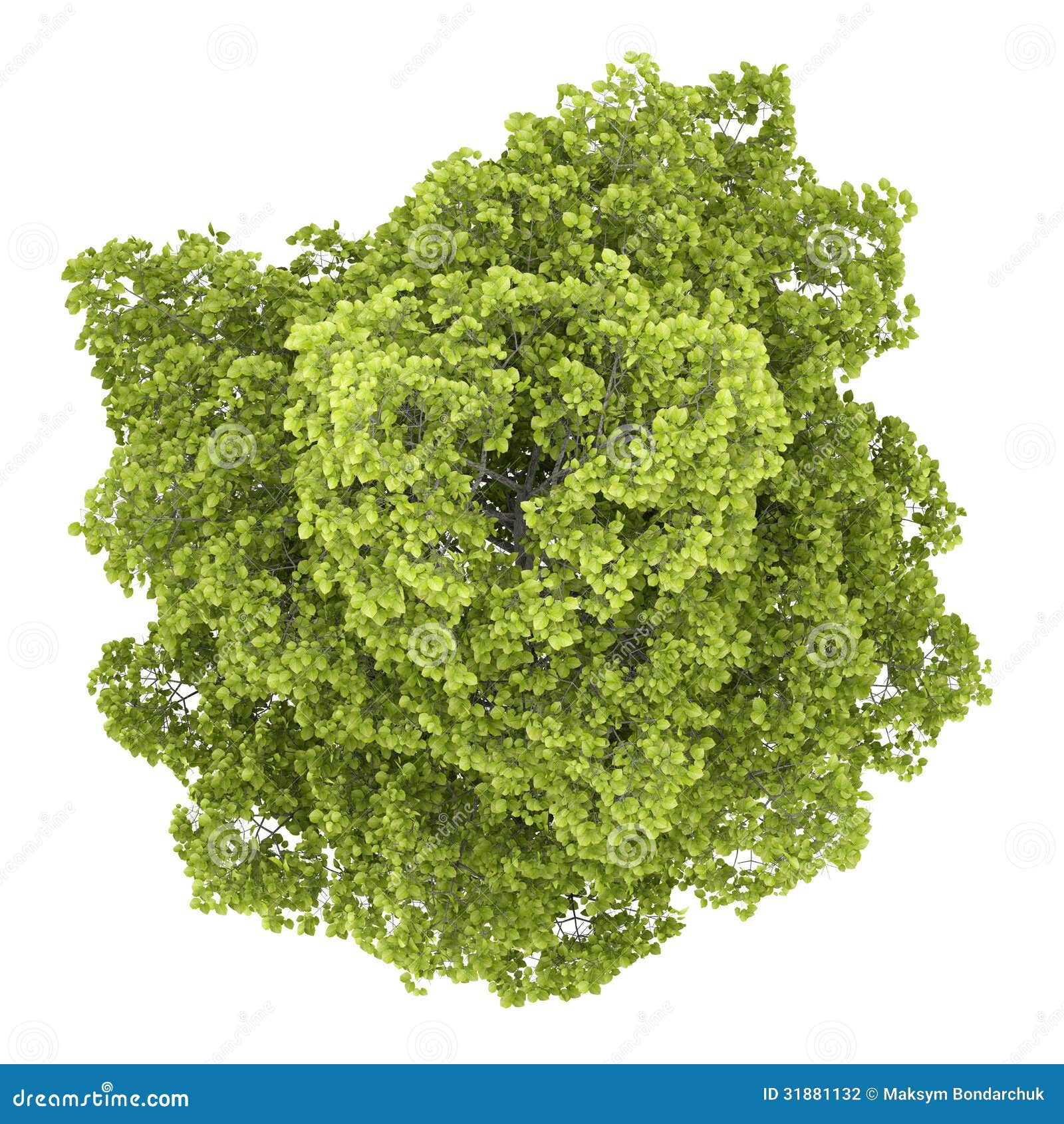 top view common lime tree isolated white background 31881132