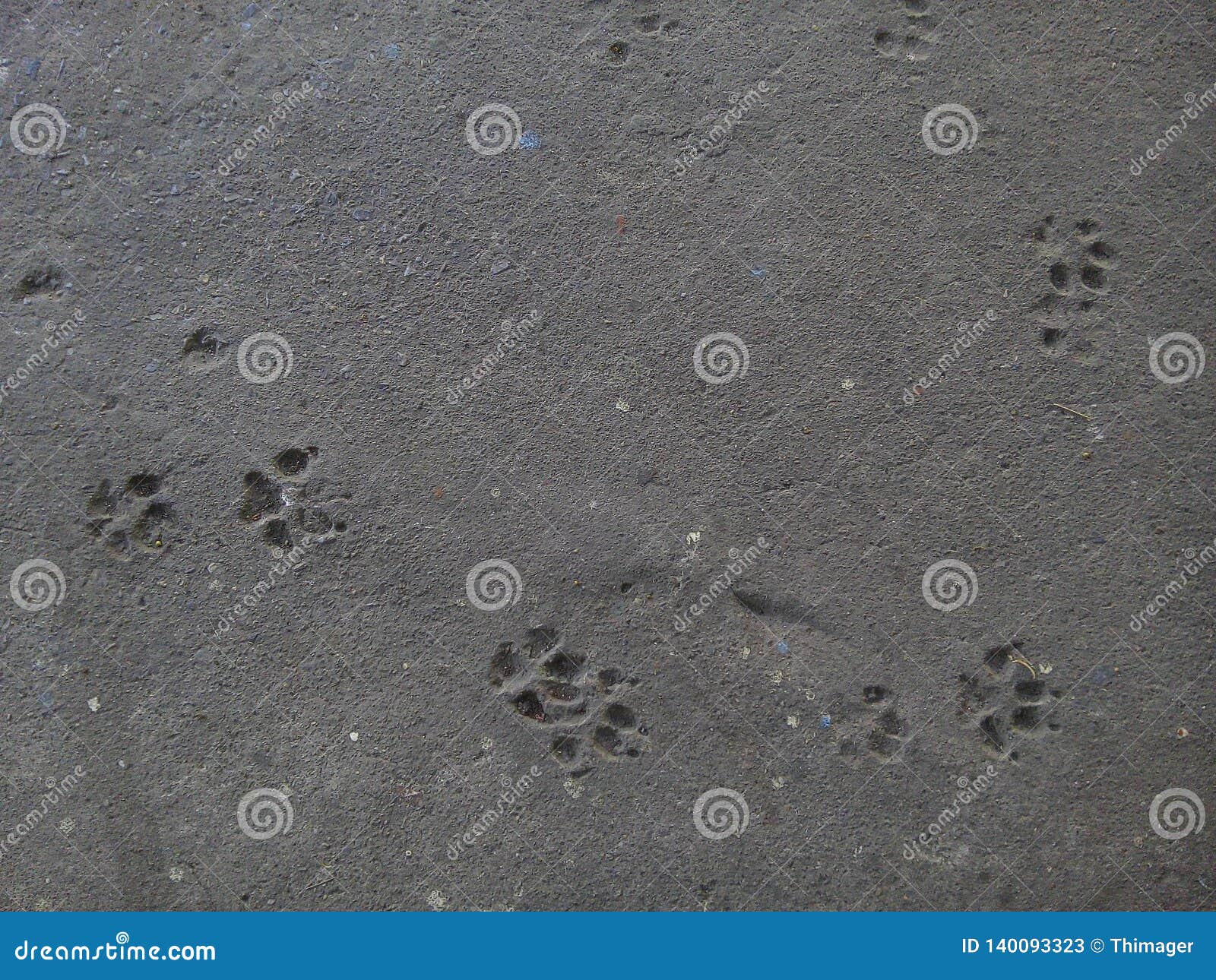 Dog Footprint on Concrete Floor. Stock Image - Image of abstract, dust