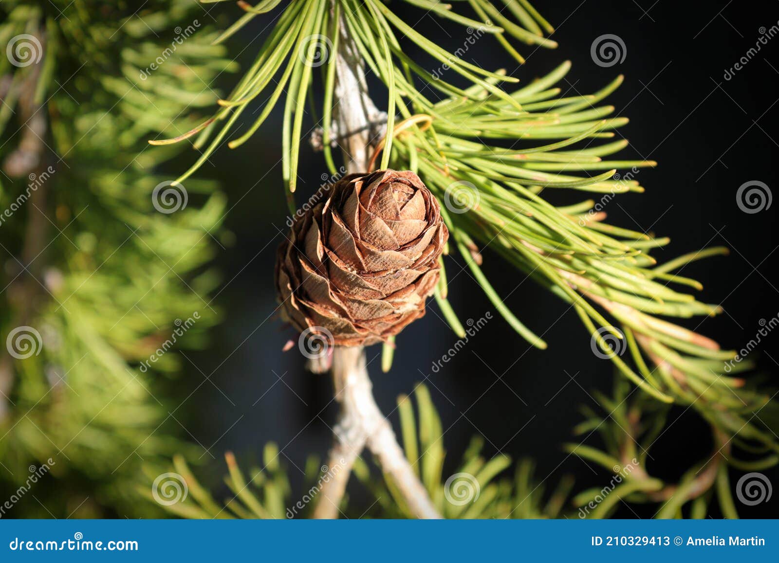 Top View of a Cone on a Larch Tree Stock Image - Image of larix, nature ...