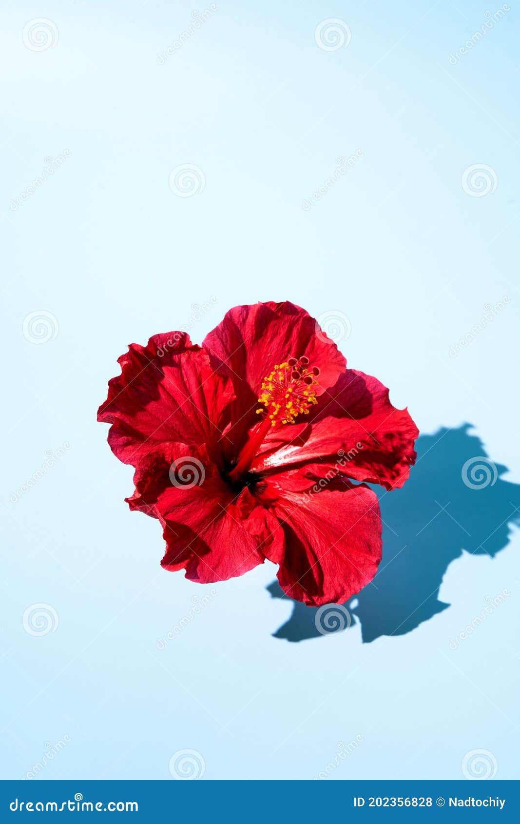 top view of a creative pop art  of a hibiscus flower. copy space