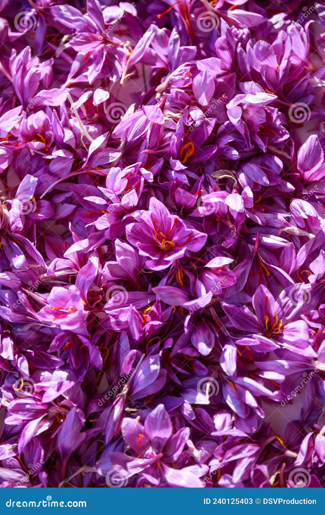 Saffron Flowers Background. Top View Crocus Flowers. Saffron Harvest
