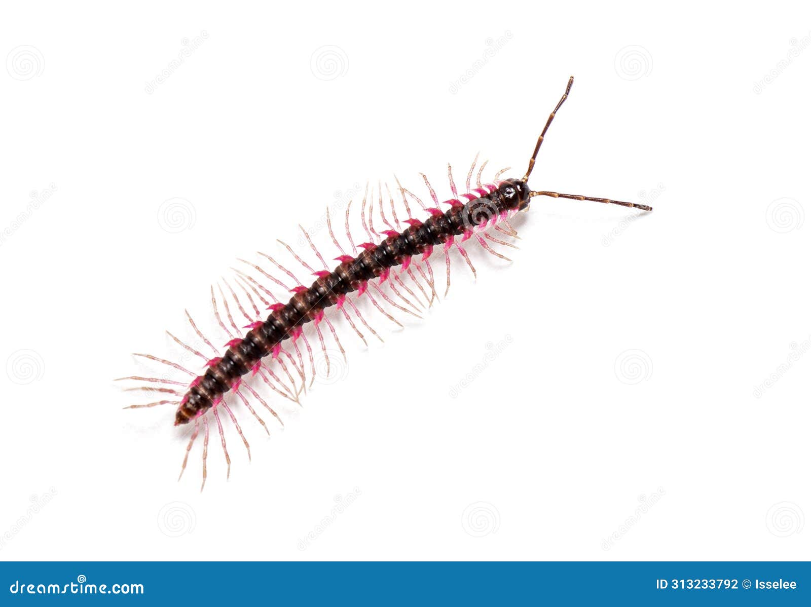 top view of a desmoxytes planata millipede,  on white background