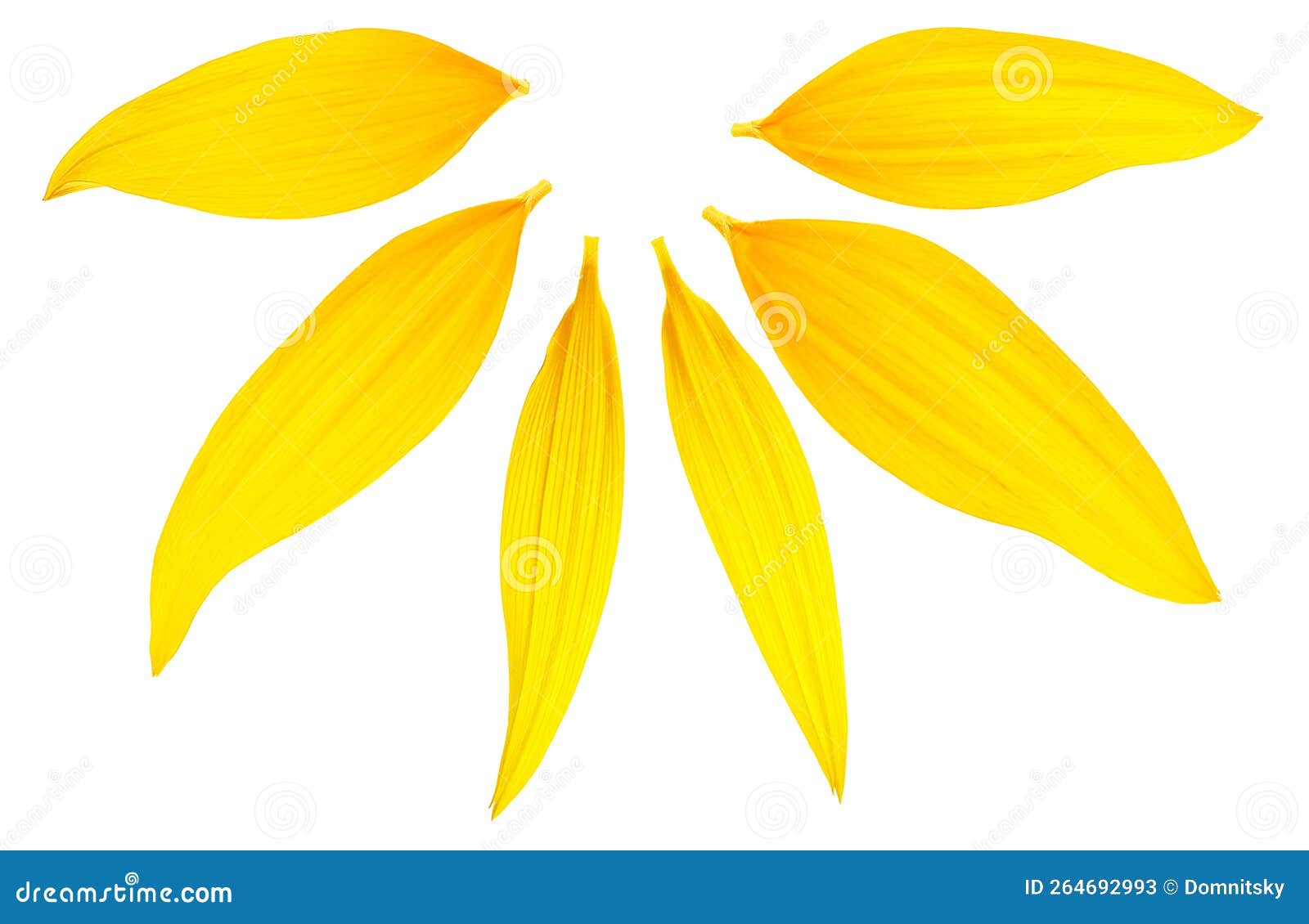 Top View of Different Sunflower Petals Isolated on White Background