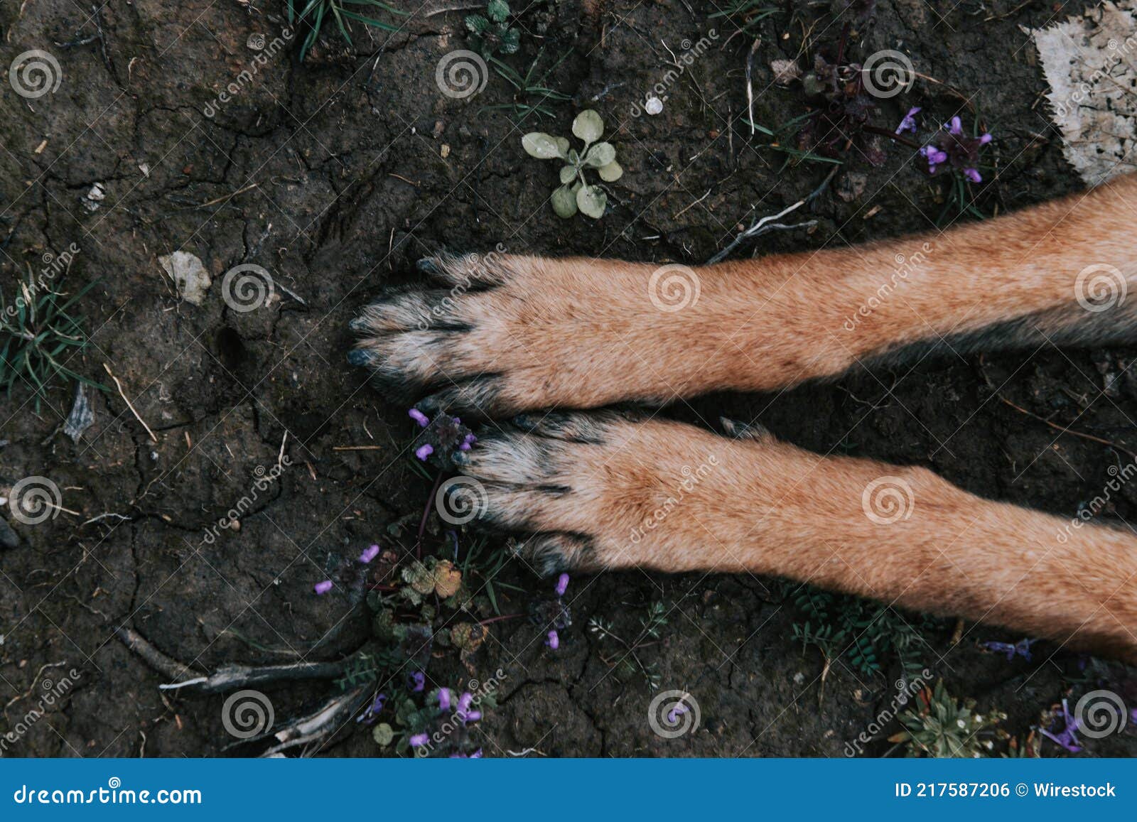 Top View of the Dirty Paws of a Dog on the Ground Stock Photo Image