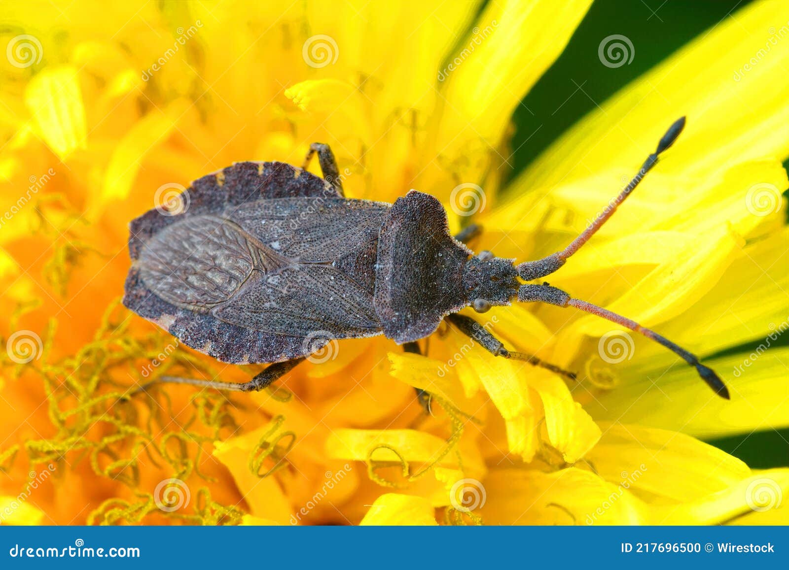 top view of an enoplops scapha squashbug on a dandelion flower