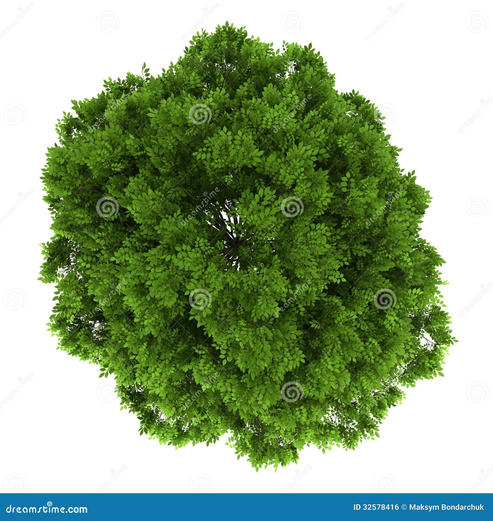 Top View Of European Ash Tree Isolated On White Stock Illustration