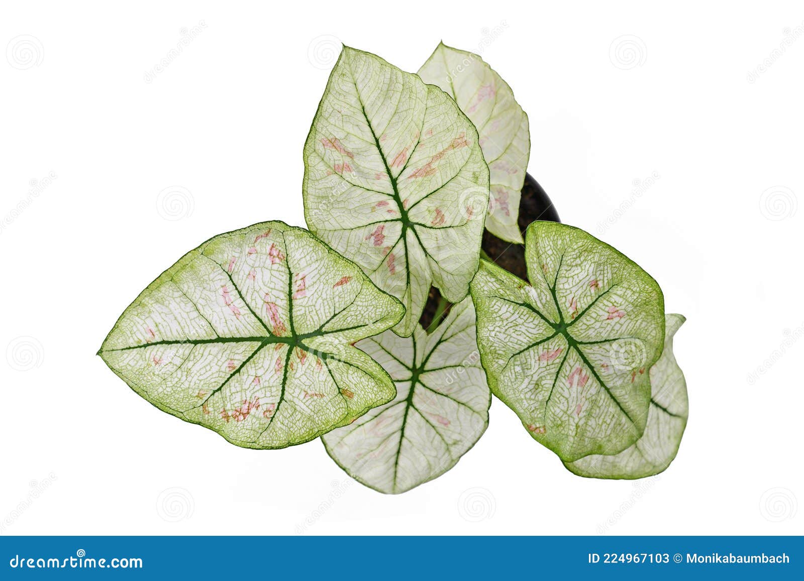 Top View of Exotic `Caladium Bicolor Strawberry Star` Houseplant with ...