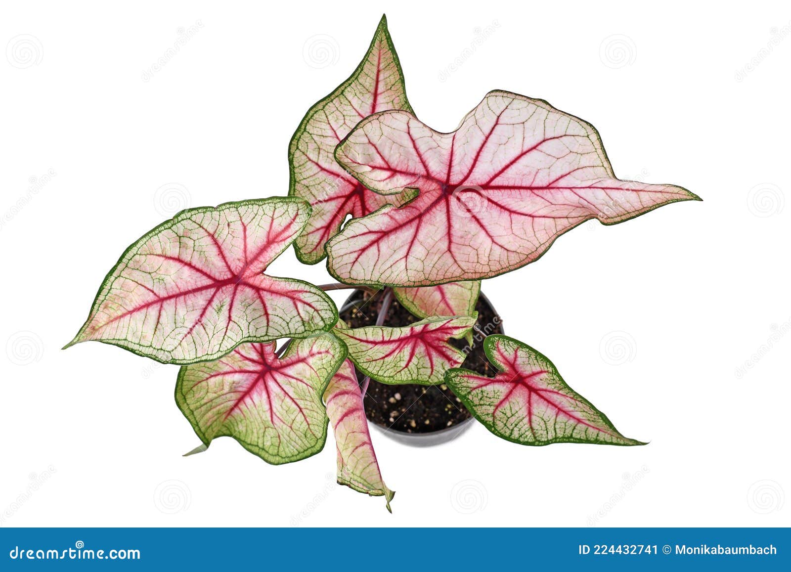 Top View of Exotic `Caladium White Queen` Plant with White Leaves and ...