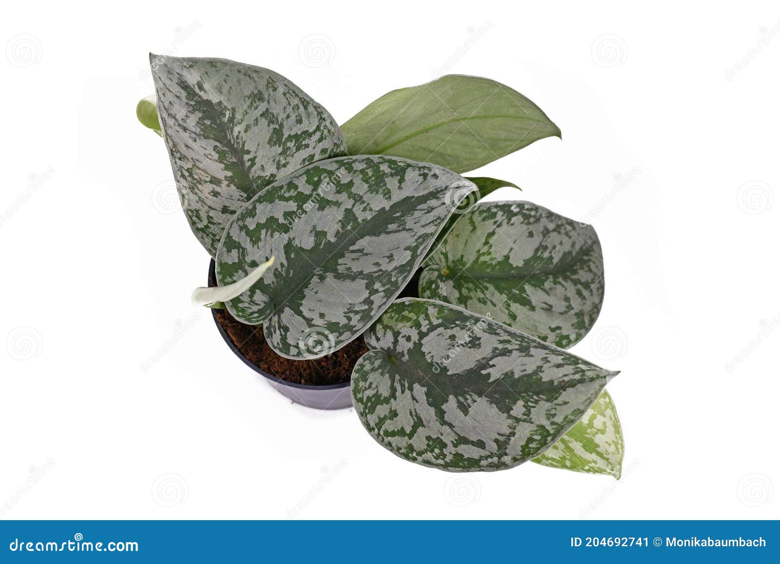 top view of exotic `scindapsus pictus exotica` or `satin pothos` houseplant with large leaves with velvet texture and silver spots