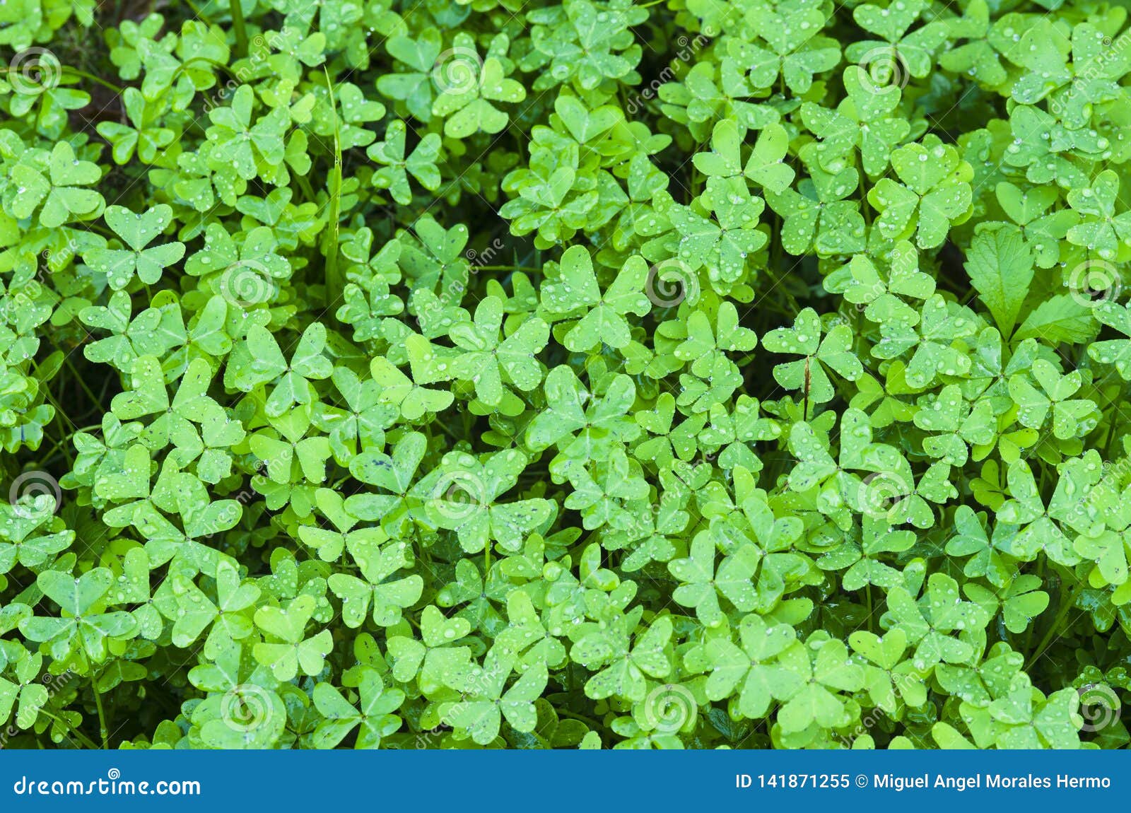 top view of a floor full of clovers wet by dew