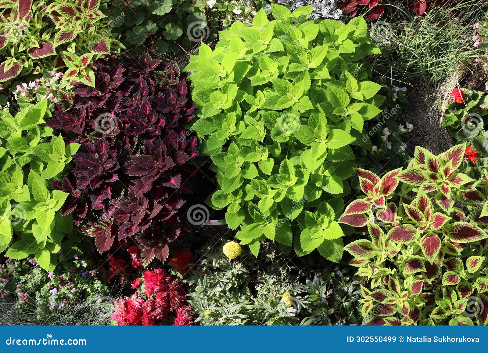 Top View of a Flowerbed with Different Ornamental Plants and Flowers Stock Image Image of