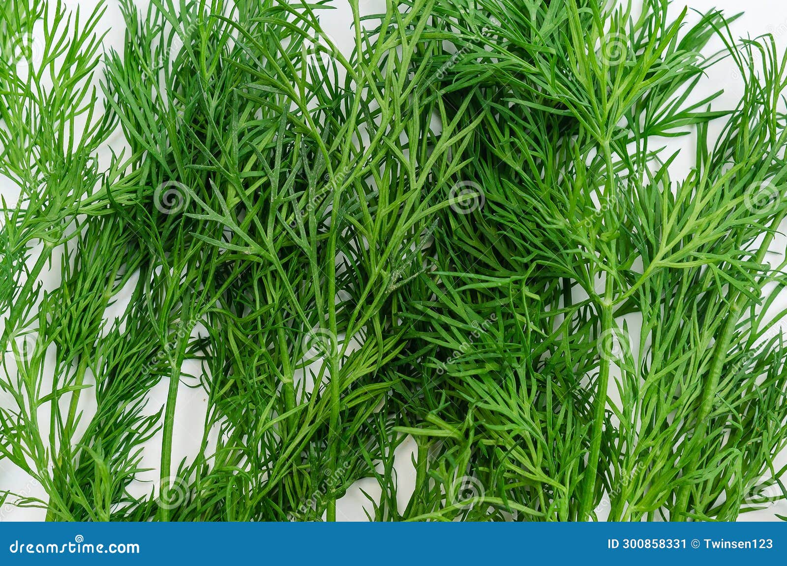 Top View Fresh Green Dill on White Background. Fresh Dill Texture