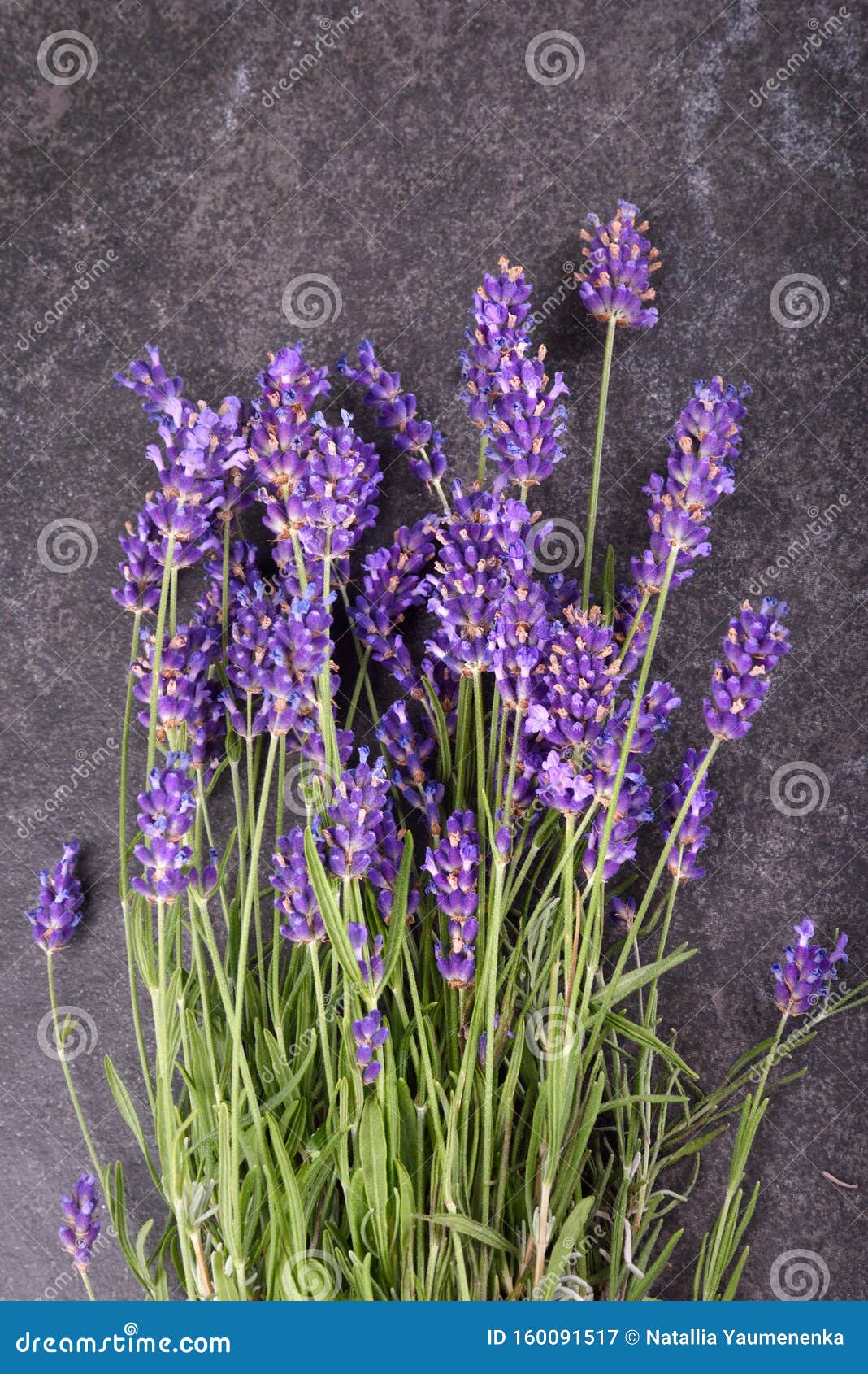 Fresh lavender flowers stock image. Image of bouquet 160091517