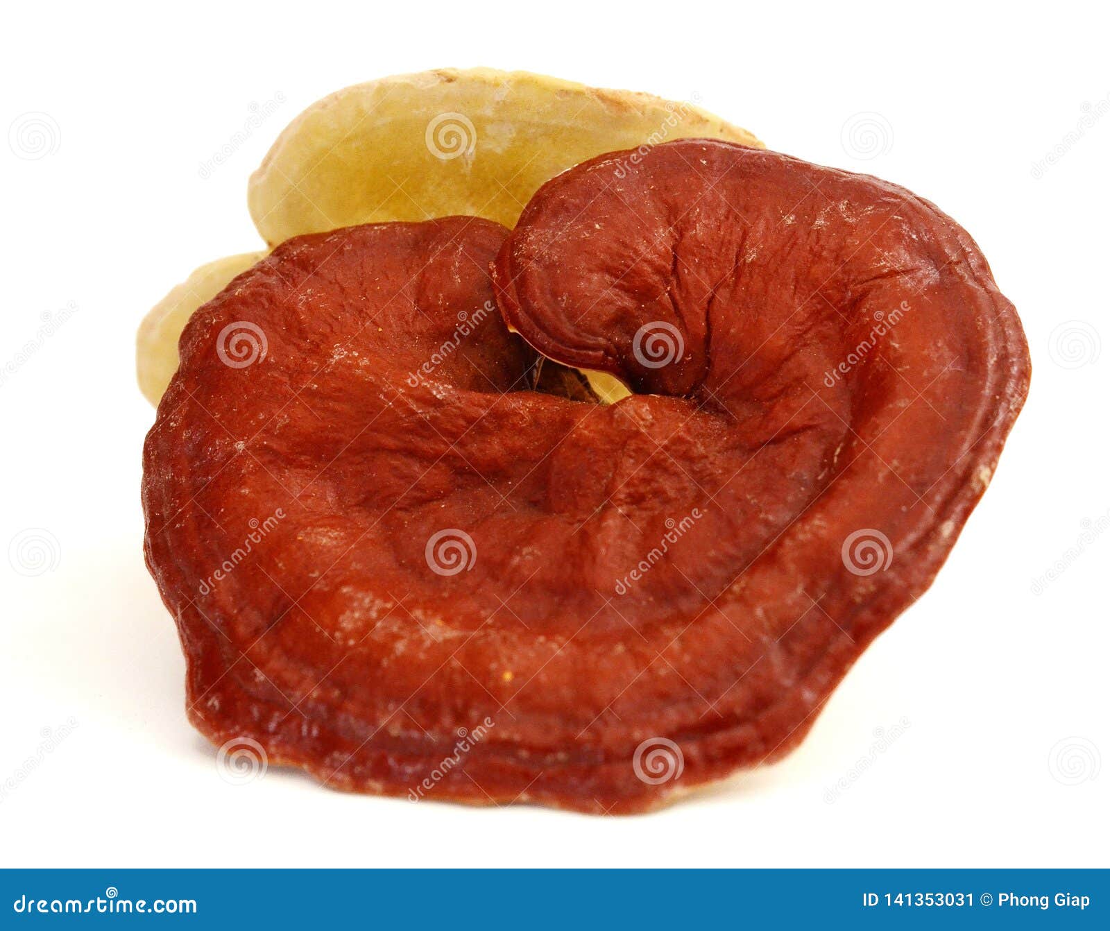 ganoderma lucidum on the white background.