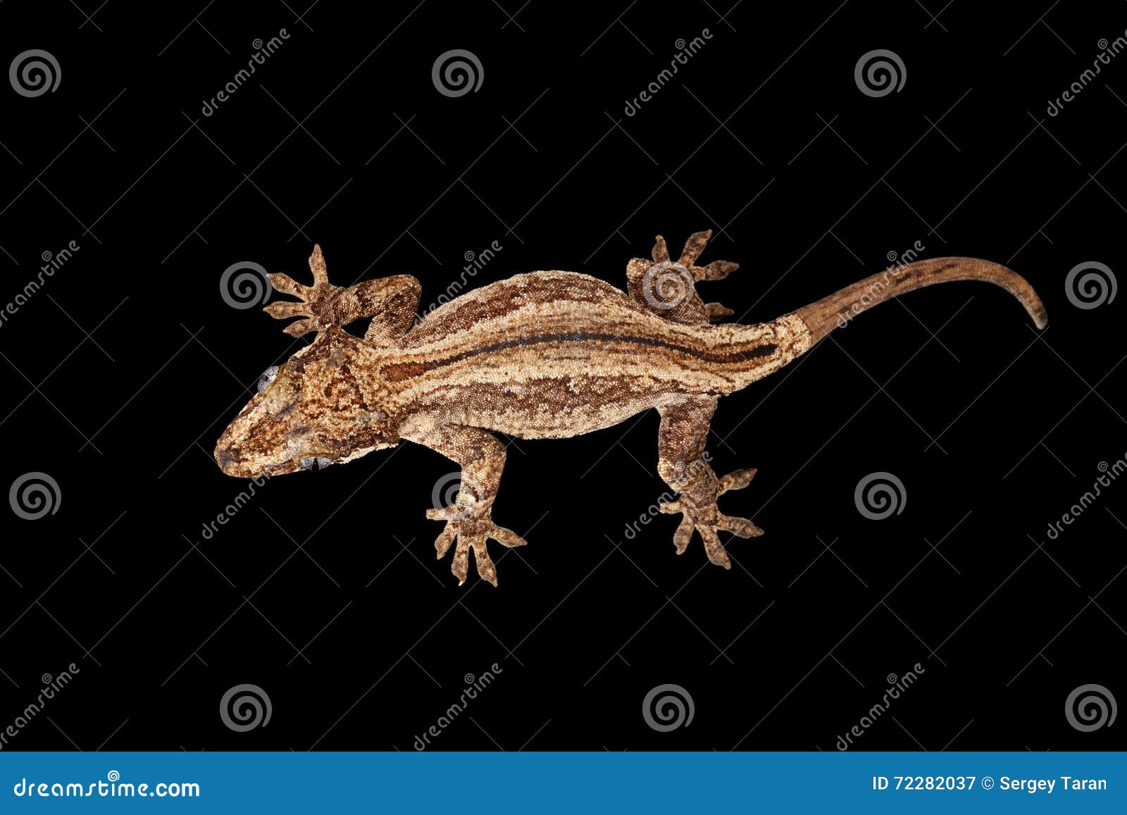 top view of gargoyle gecko, rhacodactylus auriculatus staring black