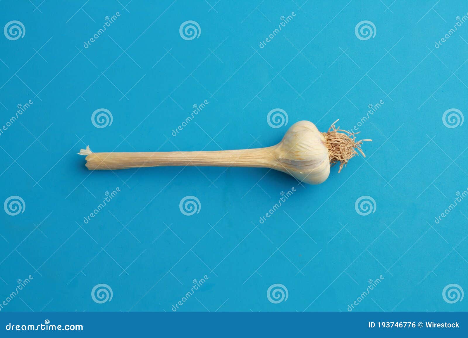 Top View of a Garlic Head Isolated on a Blue Background Stock Photo