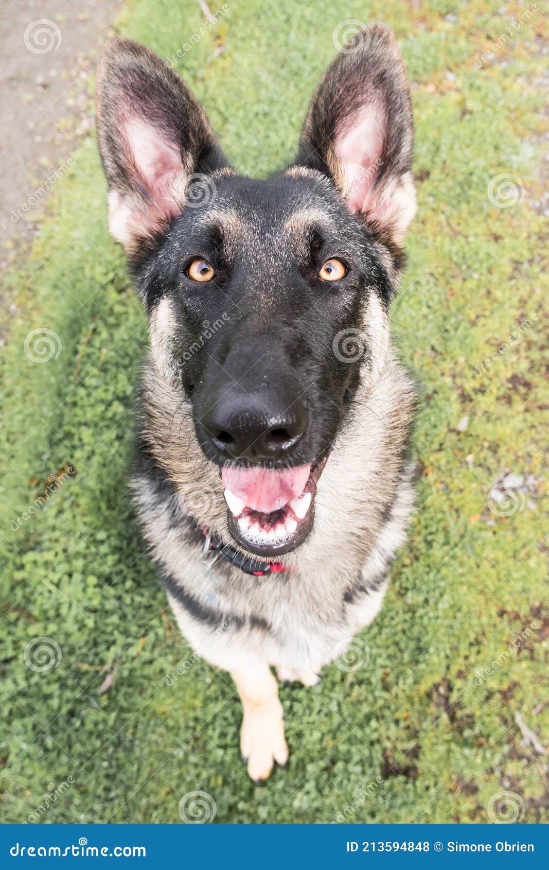 Top View Of German Shepherd Dog Face With Open Mouth Displaying Tongue